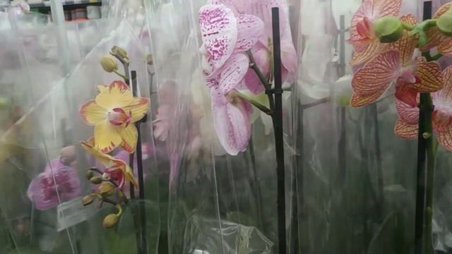Роскошные Биглипы, сортовые орхидеи, мультифлоры в садовом центре. смотреть онлайн
