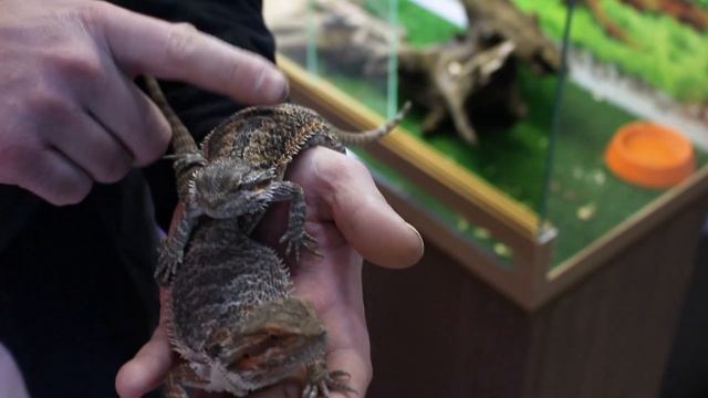 Жизнь зоомагазина Ква-ква: наши новые обитатели и планы на будущее смотреть онлайн