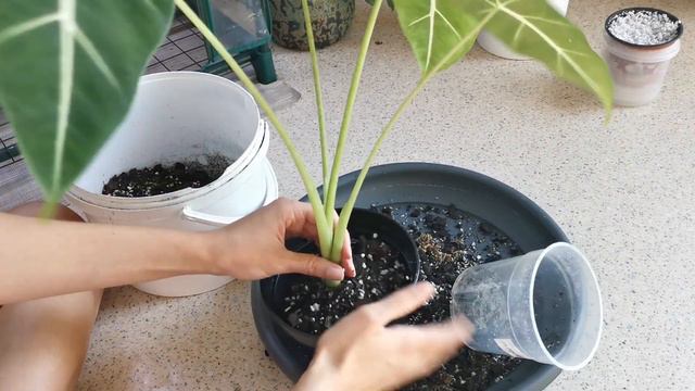 REPOT WITH ME: Alocasisa Frydek + planting bulbs смотреть онлайн