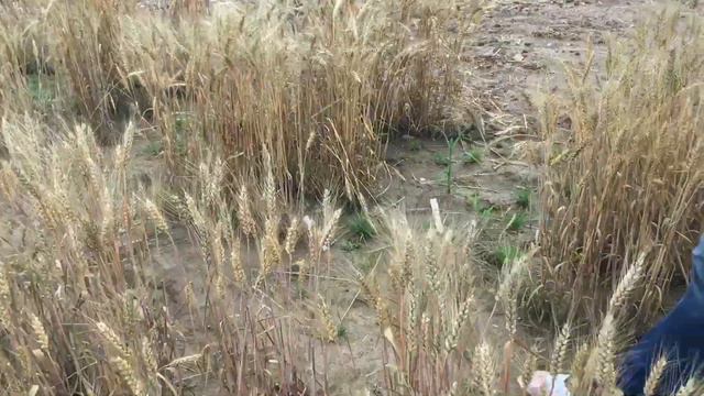 День поля Московской области-2018. Видеоанонс смотреть онлайн