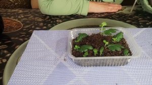 Хризантема. Как размножить хризантему из листа!