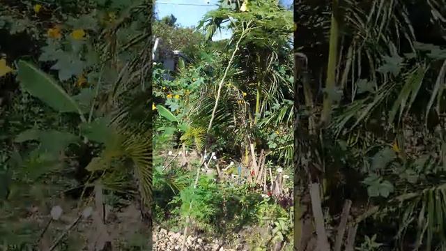 Cosmos flowers смотреть онлайн