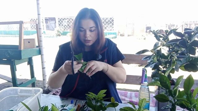 03/23| Цитрусовые прививки 2023г. Начало сезона/ Цитрусовый Рай МариАны смотреть онлайн
