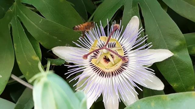 (PASSIFLORA )Пассифлора смотреть онлайн