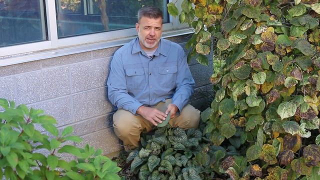 Siberian Bugloss (Brunnera Macrophylla) - Plant Identification