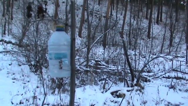 Офигел, что можно увидеть в лесу! Природа удивляет! Прогулка до ключика. Часть 2 смотреть онлайн