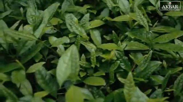 Хороший вкус и аромат, чай Akbar. смотреть онлайн