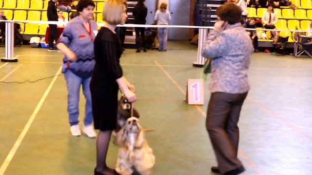 Выставка собак "Волжская Жемчужина 2017", г. Сызрань. Американский кокер спаниель смотреть онлайн