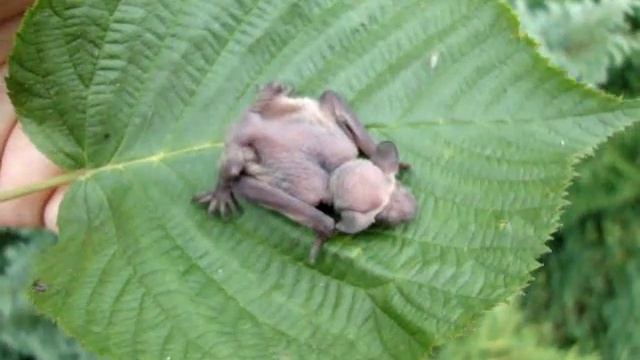 Детёныш летучей мыши - Bat child смотреть онлайн