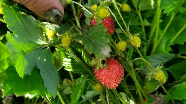 Такие большие ягоды земляники! Регина и барон Рюген. смотреть онлайн