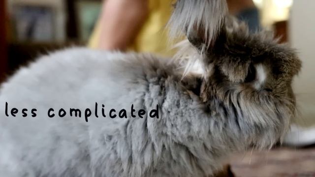 Male Rabbits VS Female Rabbits: The Differences смотреть онлайн