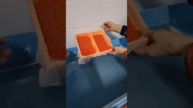 Новая партия икры форели.#узв#ферма#рыбоводство#рыба#икра#форель#trout#redCaviar#здоровоепитание смотреть онлайн