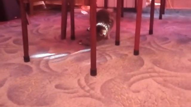 Мышка, которая не двигается. И что это за мышь?! #1 смотреть онлайн