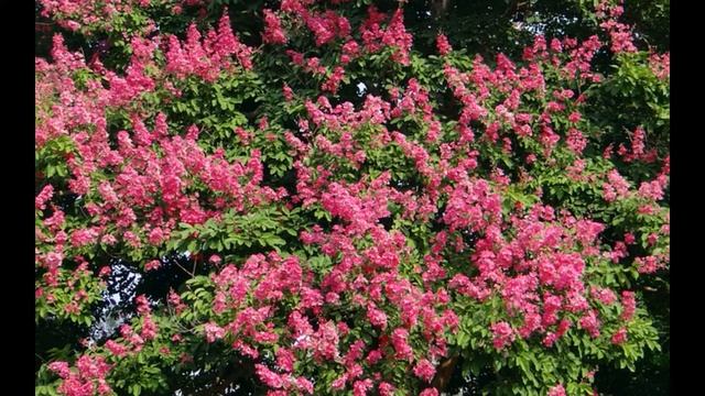 13 красивых и полезных комнатных растений