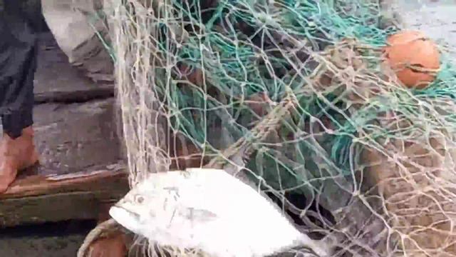 🛑Tehnik pasang jaring dasaran (gill net)spot dasaran lumpur, karang || CARA JITU ANTI BONCOS смотреть онлайн