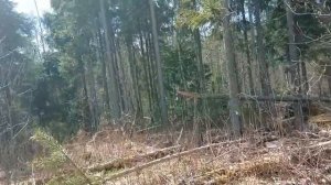 Охота на волков. Как поставить петлю на волка. 3-я часть.