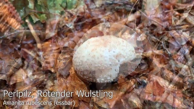 Pilze im August | 03.08.2020 | Endlich Abkühlung | Spaziergangsfunde bei Regen im Wald смотреть онлайн