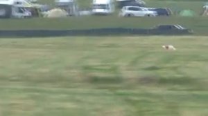 European Coursing Championship - FCI 2014 (Русская псовая борзая)