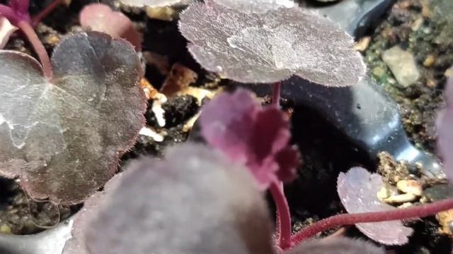 Гейхера midnight rose как выглядит сеянец в возрасте 5 месяцев смотреть онлайн