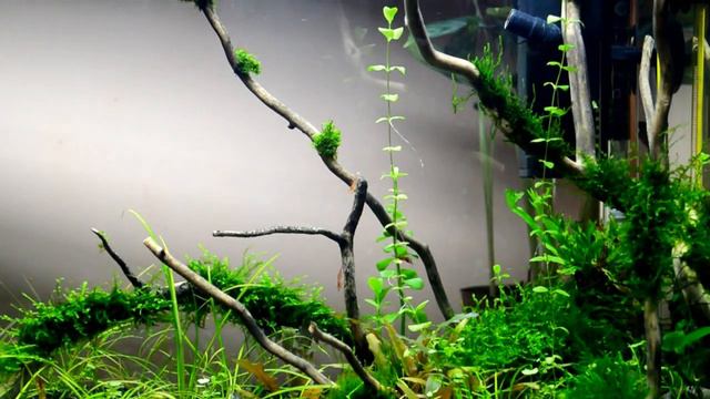 Branches Nano30L 01 смотреть онлайн