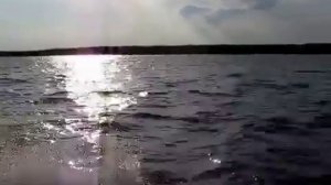 Рыбалка  Ловим нельму на оби