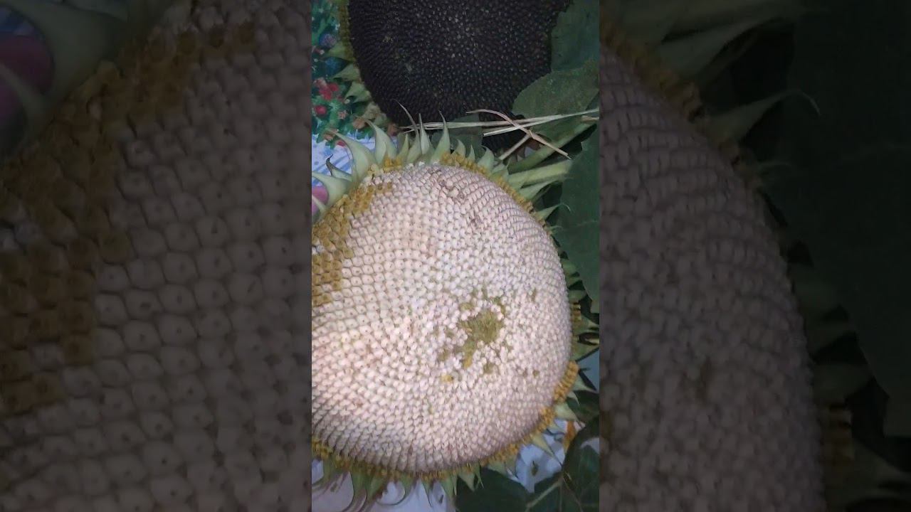 белые семечки смотреть онлайн