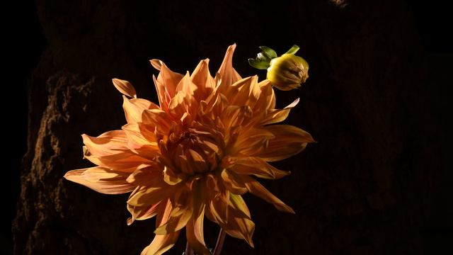 Dahlia double flower opening time lapse смотреть онлайн