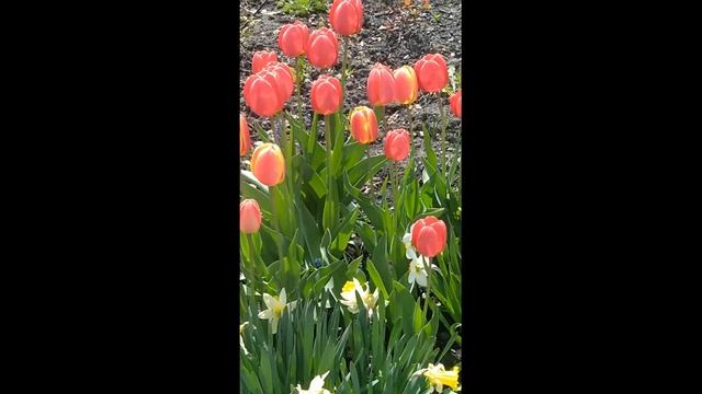 Красные жёлтые тюльпаны))) смотреть онлайн