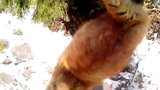 Бездомная кошка и собака