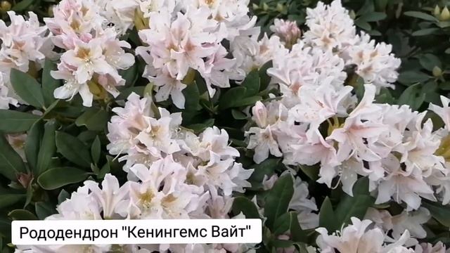 Рододендрон. Посадка, уход, особенности. Морозостойкость и сорта. смотреть онлайн