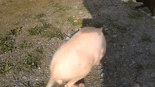 Лысый кот из Косулино или зомби отдыхают смотреть онлайн