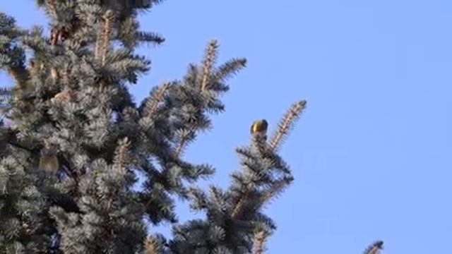 Клесты на елях в посёлке Вад 23 февраля 2023 смотреть онлайн