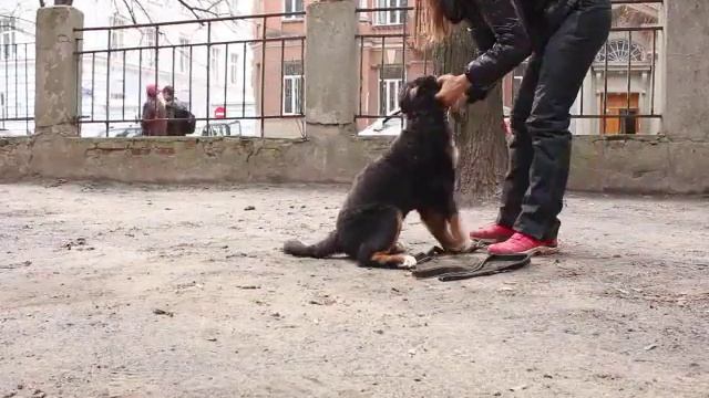 Щенок хочет укусить за лицо? За щеку? Как наказывать? смотреть онлайн