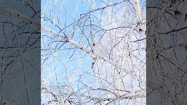 🌲НОВОГОДНЯЯ ПРОГУЛКА❗️🌲🌲🌲 смотреть онлайн