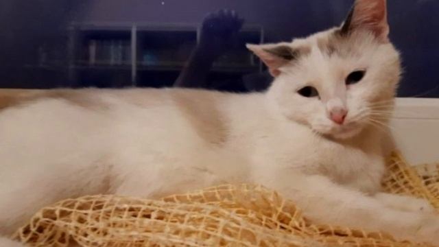 Кошка грызла корки хлеба, а в глазах стояли слёзы. Она не могла забыть предательство! смотреть онлайн