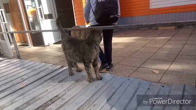 кормим бездомных   животных