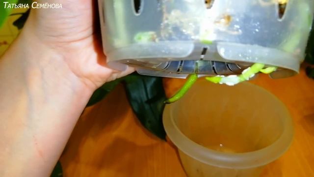 Орхидеи растут без остановки когда так их посадила. смотреть онлайн