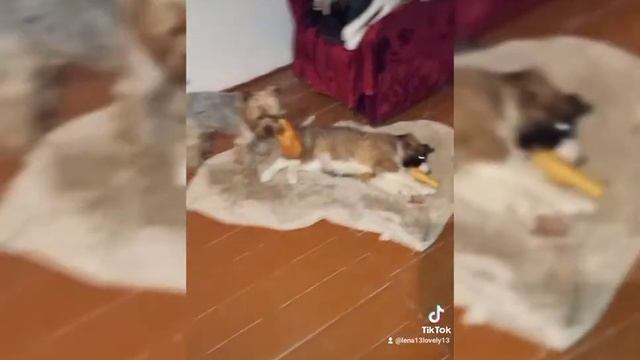 Адаптация щенка в новом доме. Первая ночь щенка в новом месте. Йорк и московская сторожевая. Собаки смотреть онлайн