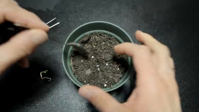 MELA il trucco per far nascere una piantina in 10 giorni a costo zero dagli scarti! apple tree смотреть онлайн