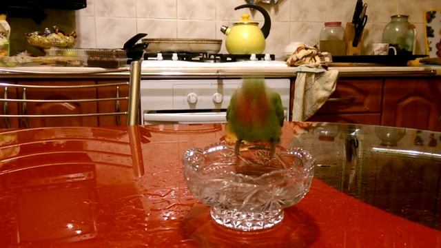 Купается Неразлучник Розовощёкий смотреть онлайн