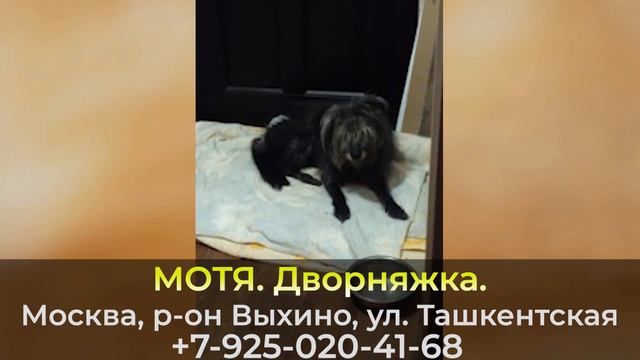 Пропала собака МОТЯ, Московская обл., г Москва смотреть онлайн