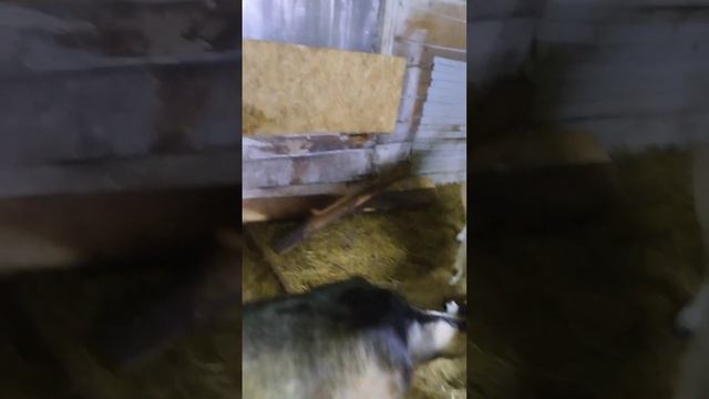 ПОКА ЕСТЬ РОЗА, САРАЙ МОЖНО ПЕРЕСТРАИВАТЬ БЕСКОНЕЧНО🤣 смотреть онлайн