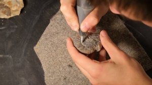 ПРЕПАРИРУЮ АММОНИТЫ | Делюсь опытом