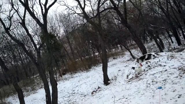ястреб тетеревятник - 40 - притравка на петуха смотреть онлайн