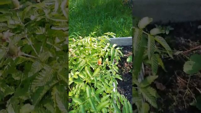 Тибетская малина смотреть онлайн