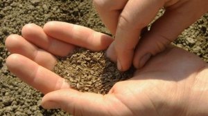 Технология выращивания сочного укропа без зонтиков