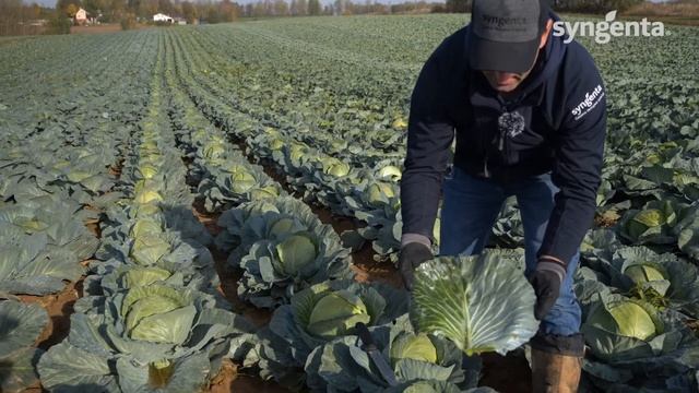 Капуста Тореадор - высокий и качественный урожай. смотреть онлайн