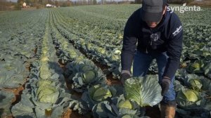 Капуста Тореадор - высокий и качественный урожай.