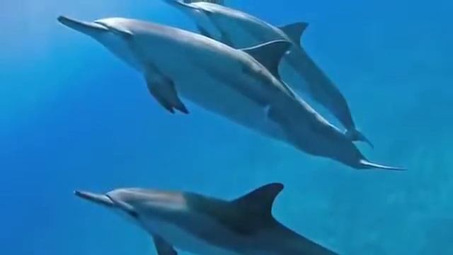 Любовь, Здоровье Счастье, Благополучие Хо'опонопоно смотреть онлайн