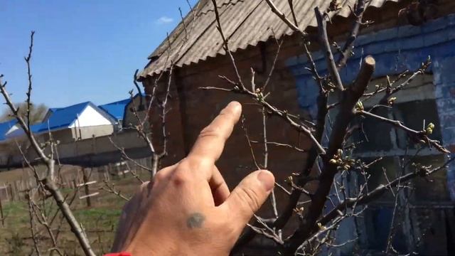 Как обрезать дерево? смотреть онлайн